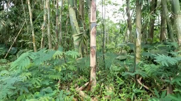 Closed Bamboo Rope Bamboo Apus Gigantochloa Apus Grows Wild Edge — 비디오