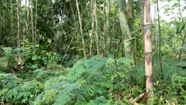 Bamboo Rope Bamboo Apus Gigantochloa Apus Grows Wild Edge Forest — Stockvideo