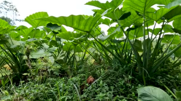 Closed Colocasia Esculenta Species Green Stalk Tropical Plant Grown Primarily — Vídeo de Stock