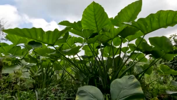 Closed Colocasia Esculenta Species Green Stalk Tropical Plant Grown Primarily — Stock videók