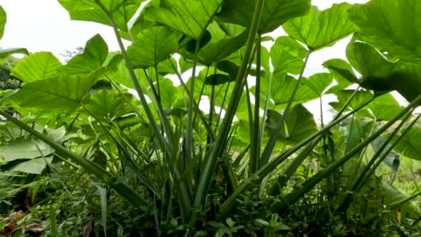 Closed Colocasia Esculenta Species Green Stalk Tropical Plant Grown Primarily — Wideo stockowe