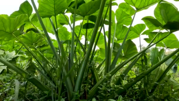 Closed Colocasia Esculenta Species Green Stalk Tropical Plant Grown Primarily — Wideo stockowe