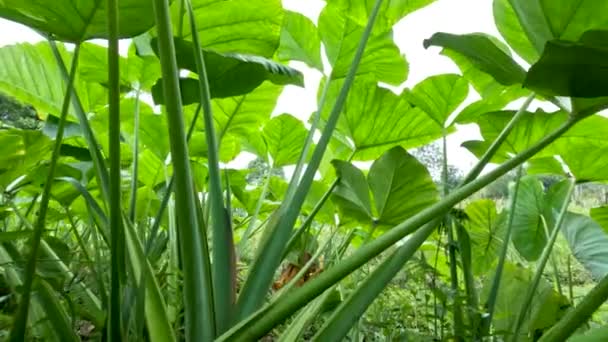 Closed Colocasia Esculenta Species Green Stalk Tropical Plant Grown Primarily — Stock video