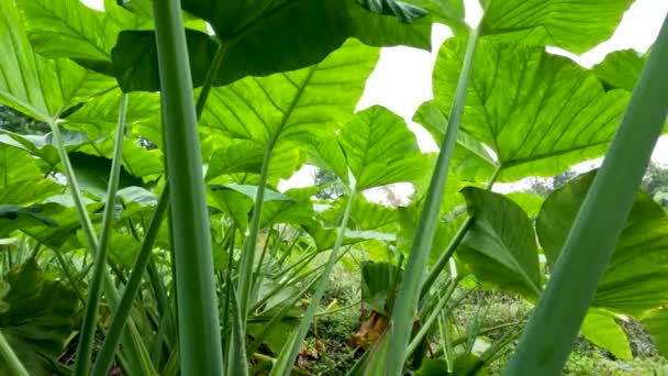Closed Colocasia Esculenta Species Green Stalk Tropical Plant Grown Primarily — Vídeo de stock