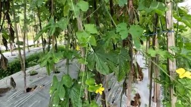 Green bitter melon plant or Momordica charantia L has green leaves, yellow star-shaped flowers and elongated green fruit.