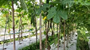 Green bitter melon plant or Momordica charantia L has green leaves, yellow star-shaped flowers and elongated green fruit.
