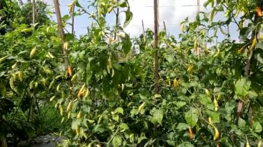 Red chili pepper or Capsicum frutescens plants that are bearing fruit are ivory white, will turn red when they get old, have a spicy taste for cooking