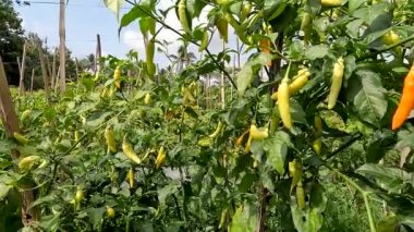 Red chili pepper or Capsicum frutescens plants that are bearing fruit are ivory white, will turn red when they get old, have a spicy taste for cooking