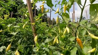 Red chili pepper or Capsicum frutescens plants that are bearing fruit are ivory white, will turn red when they get old, have a spicy taste for cooking