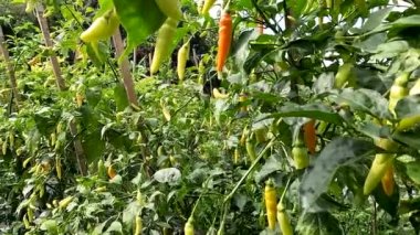 Red chili pepper or Capsicum frutescens plants that are bearing fruit are ivory white, will turn red when they get old, have a spicy taste for cooking