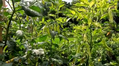 Red chili pepper or Capsicum frutescens plants that are bearing fruit are ivory white, will turn red when they get old, have a spicy taste for cooking