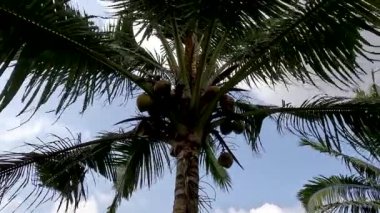 Close up Coconut plants bearing fruit with green leaves waving in the wind, clear sky background