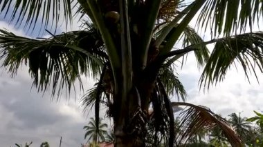 Close up Coconut plants bearing fruit with green leaves waving in the wind, clear sky background