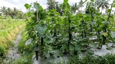 Cucumber plant or Cucumis sativus with the name of the kyury japanesse cucumber variety which is bearing green fruit, the skin of the fruit is older and darker than other types of cucumbers.