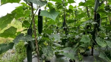 Cucumber plant or Cucumis sativus with the name of the kyury japanesse cucumber variety which is bearing green fruit, the skin of the fruit is older and darker than other types of cucumbers.