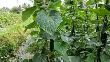 Cucumber plant or Cucumis sativus with the name of the kyury japanesse cucumber variety which is bearing green fruit, the skin of the fruit is older and darker than other types of cucumbers.