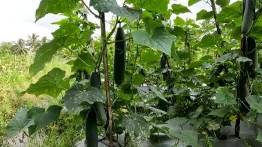 Cucumber plant or Cucumis sativus with the name of the kyury japanesse cucumber variety which is bearing green fruit, the skin of the fruit is older and darker than other types of cucumbers.