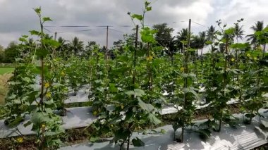 Cucumber plant or Cucumis sativus with the name of the kyury japanesse cucumber variety with yellow flowers, the skin of the fruit is darker and darker than other types of cucumber