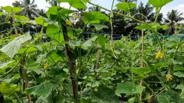Cucumber plant or Cucumis sativus native from Java with yellow flowers, young cucumbers have a thin and soft skin with a whitish green colour.
