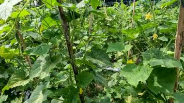 Cucumber plant or Cucumis sativus native from Java with yellow flowers, young cucumbers have a thin and soft skin with a whitish green colour.