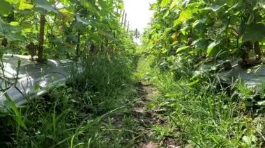 Cucumber plant or Cucumis sativus native from Java with yellow flowers, young cucumbers have a thin and soft skin with a whitish green colour.