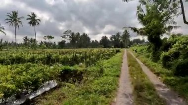 The view on a small road that crosses a fairly productive agricultural area, right and left of the road grows a variety of food crops