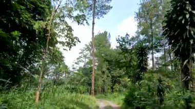 The view on a small road that crosses a fairly productive agricultural area, right and left of the road grows a variety of food crops