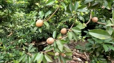 Manilkara zapota plant commonly known as sapodilla sapote, naseberry, nispero or chicle, the fruit is round with rough brown skin and small shiny green leaves.