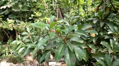 Manilkara zapota plant commonly known as sapodilla sapote, naseberry, nispero or chicle, the fruit is round with rough brown skin and small shiny green leaves.