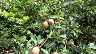 Manilkara zapota plant commonly known as sapodilla sapote, naseberry, nispero or chicle, the fruit is round with rough brown skin and small shiny green leaves.