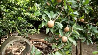 Manilkara zapota plant commonly known as sapodilla sapote, naseberry, nispero or chicle, the fruit is round with rough brown skin and small shiny green leaves.