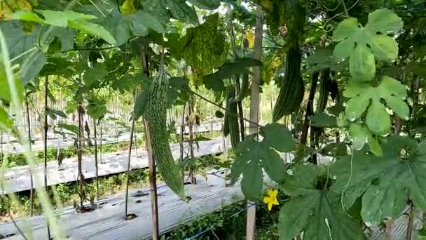 Green Bitter Melon Plant Momordica Charantia Has Green Leaves Yellow — Stok Video