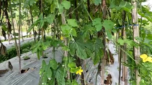 Green Bitter Melon Plant Momordica Charantia Has Green Leaves Yellow — Vídeos de Stock