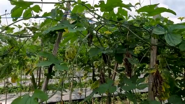 Green Bitter Melon Plant Momordica Charantia Has Green Leaves Yellow — Vídeo de Stock