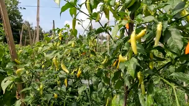 Red Chili Pepper Capsicum Frutescens Plants Bearing Fruit Ivory White — ストック動画