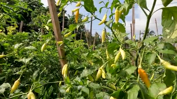 Red Chili Pepper Capsicum Frutescens Plants Bearing Fruit Ivory White — ストック動画