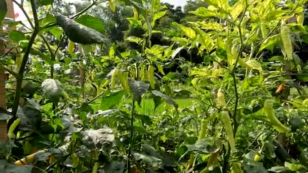 Red Chili Pepper Capsicum Frutescens Plants Bearing Fruit Ivory White — Stockvideo
