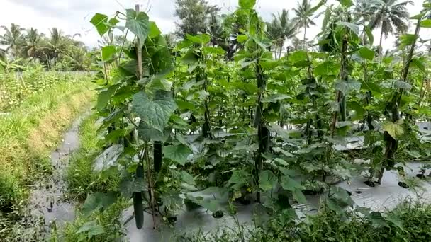 Cucumber Plant Cucumis Sativus Name Kyury Japanesse Cucumber Variety Which — Stockvideo