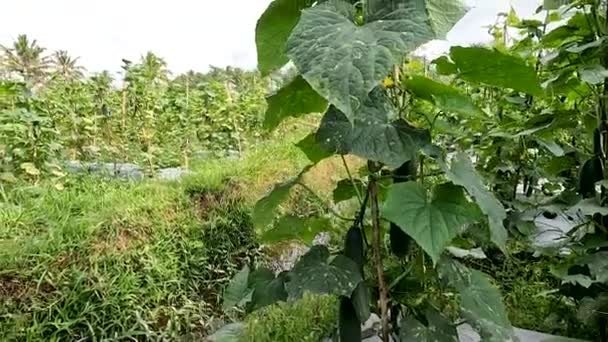 Cucumber Plant Cucumis Sativus Name Kyury Japanesse Cucumber Variety Which — Stock videók