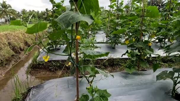 Cucumber Plant Cucumis Sativus Name Kyury Japanesse Cucumber Variety Yellow — ストック動画