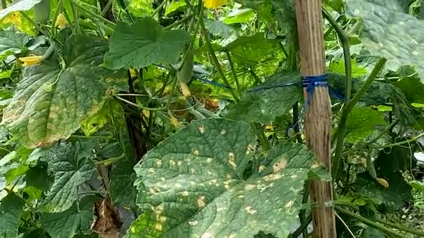 Cucumber Plant Cucumis Sativus Native Java Yellow Flowers Young Cucumbers — Stock videók