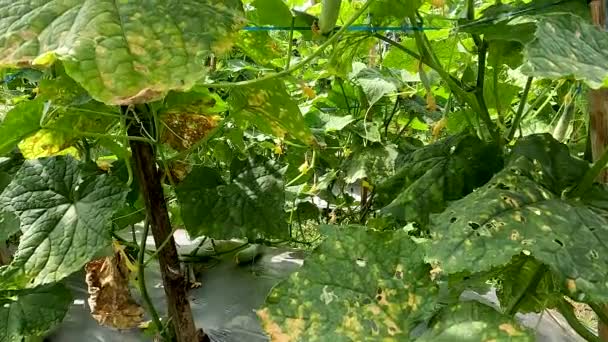 Cucumber Plant Cucumis Sativus Native Java Yellow Flowers Young Cucumbers — Stockvideo