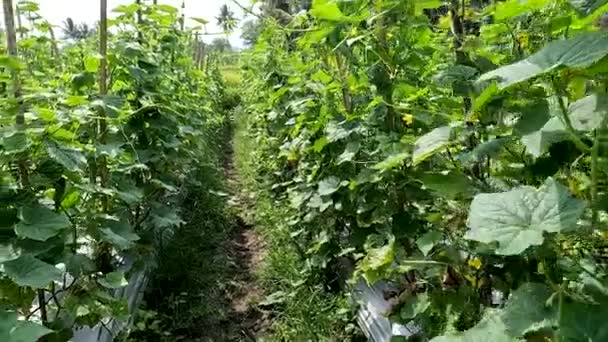 Cucumber Plant Cucumis Sativus Native Java Yellow Flowers Young Cucumbers — Stockvideo
