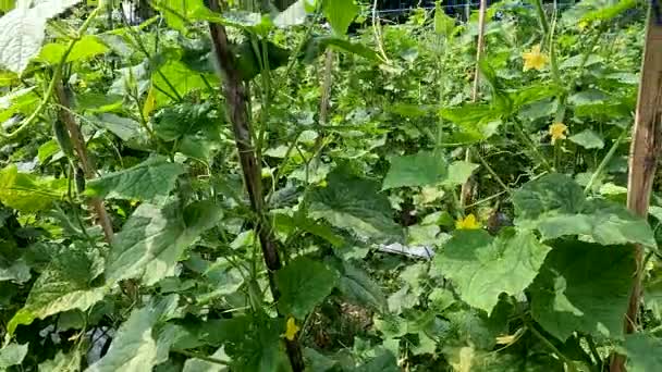 Cucumber Plant Cucumis Sativus Native Java Yellow Flowers Young Cucumbers — Stockvideo