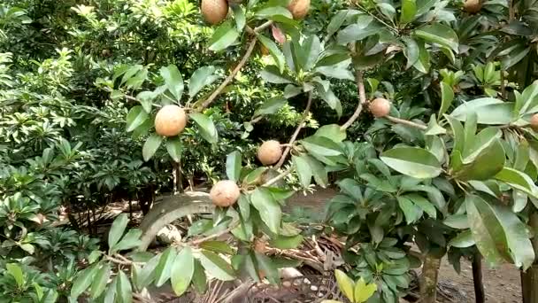 Manilkara Zapota Φυτό Κοινώς Γνωστό Sapodilla Sapote Naseberry Nispero Chicle — Αρχείο Βίντεο