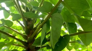 Close up of the leaves of the bilimbi plant from the base of the leaf to the base of the leaf tip on a sunny morning, the leaf skeleton looks detailed and transparent in the sun