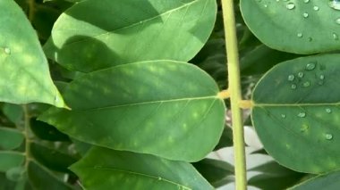 Close up of the leaves of the bilimbi plant which are still wet with morning dew on a sunny morning, the leaf stalks are detailed with fine hairs