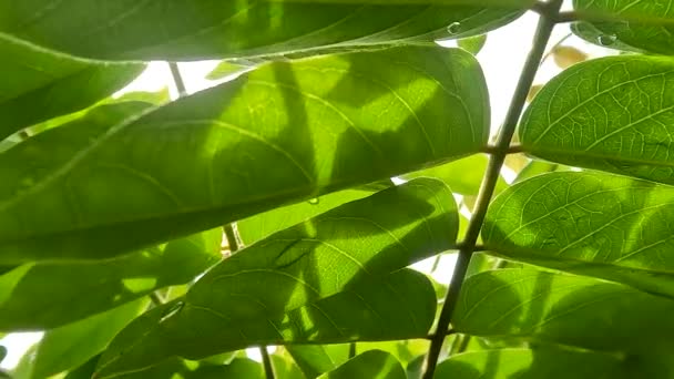 Close Leaves Bilimbi Plant Tip Base Leaf Sunny Morning Leaf — Stockvideo