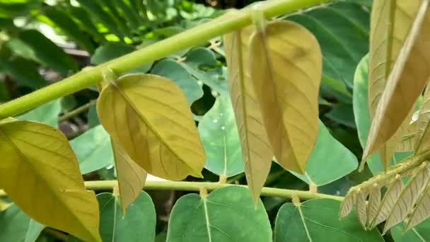 Close Young Leaves Bilimbi Plant Have Green Brown Color Sunny — Stock video