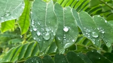 Close up Averrhoa bilimbi leaves still wet with dew on a sunny morning, bright sunlight background